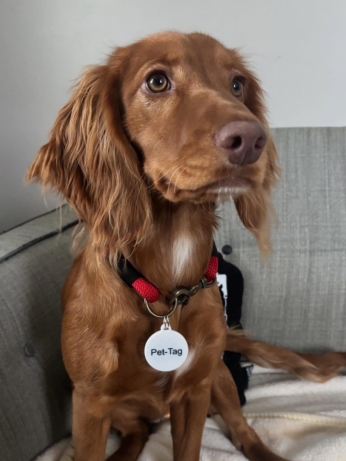 Doo, a cockapoo, wearing a white PetTag on a red collar