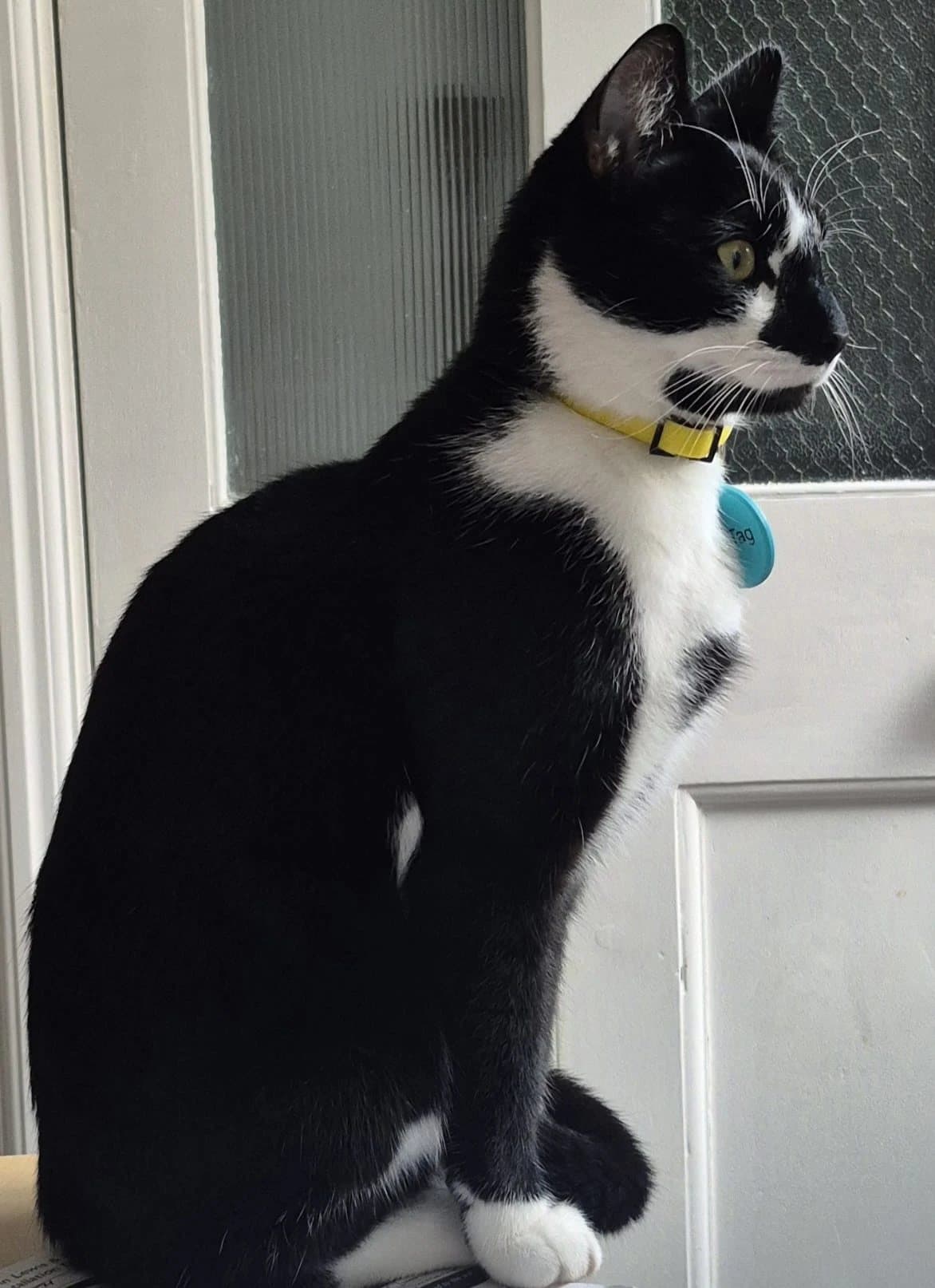 Oreo, a black and white cat, sitting by a door in a yellow collar with a blue PetTag